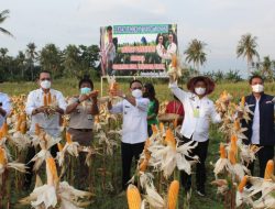 Bupati Kupang Dampingi Menteri Pertanian Panen Jagung TJPS