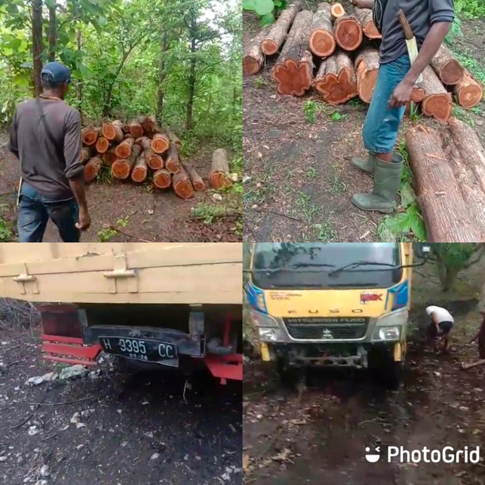 Foto. Masyarakat Raknamo Temukan Ilegal Logging Di Hutan Lindung.