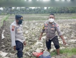 Heboh! Pria Paruh Baya di TTS Ditemukan Tewas Saat Memacul di Sawah
