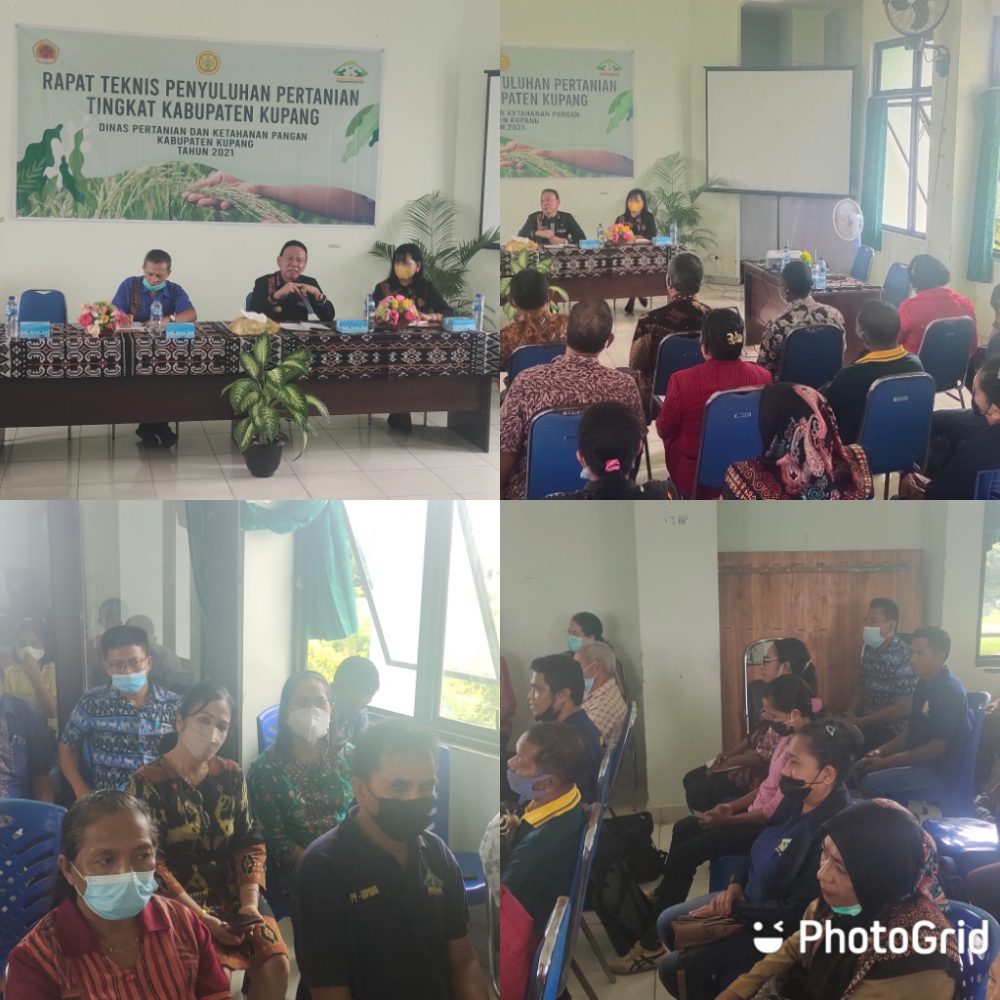 Foto. Bupati Kupang Korinus Masneno buka rapat bersama Penyuluh Pertanian.
