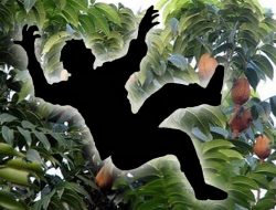 Tragis!!!! Istri Temukan Suami Tewas Mengenaskan Dibawah Pohon Laru