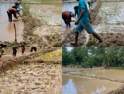 Dukung Program Pemerintah Kabupaten Kupang, Kelompok Tani Mandiri Binaan PDIP Olah Sawah 4 Ha