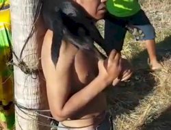 Curi Anjing Pakai Potasium Pria Asal Kecamatan Taebenu Diancam 7 Tahun Penjara