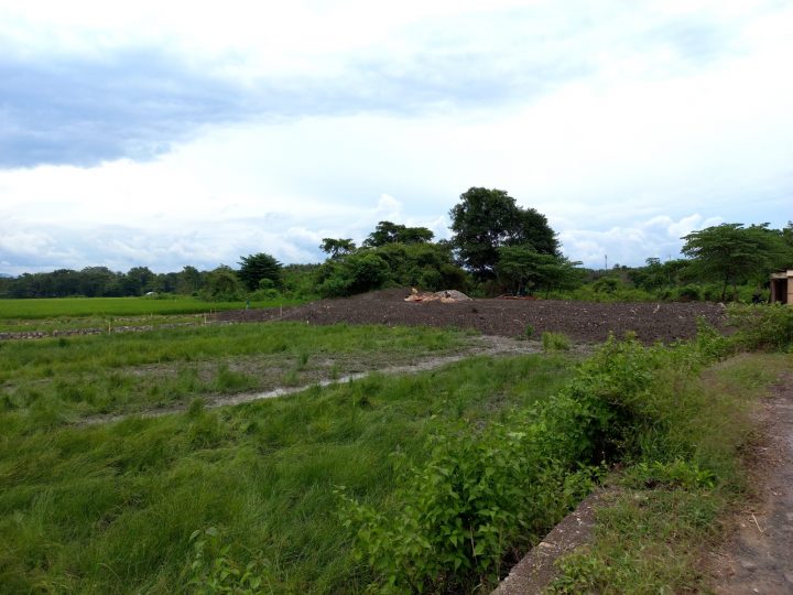 Foto. Lokasi rencana pembagunan usaha peternakan ayam di sekitar areal persawahan desa Oesao.
