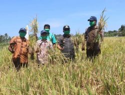Foto. Wakil Bupati Kupang Jerry Manafe, saat panen padi bersama kelompok tani di Desa Manusak.