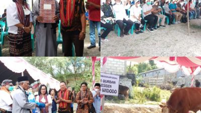 Bupati Kupang Serahkan Hewan Kurban Berat 980 Kg Bantuan Presiden Jokowi