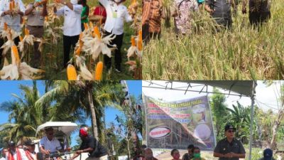 Foto. Bupati Korinus Masneno dan Wakil Bupati Kupang Jerry Manafe, saat penen jagung dan padi hasil olah petani di wilayah Kabupaten Kupang.
