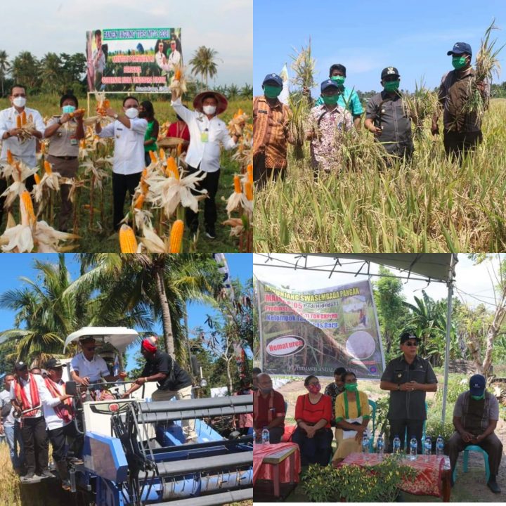 Foto. Bupati Korinus Masneno dan Wakil Bupati Kupang Jerry Manafe, saat penen jagung dan padi hasil olah petani di wilayah Kabupaten Kupang.