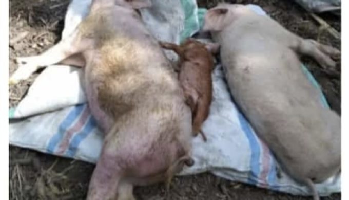 Foto. Virus African Swine Fever (ASF) Kembali mewabah di wilayah Kabupaten Kupang. Hal ini sesuai dengan hasil pengambilan sampel darah pada ternak babi di Kelurahan Naibonat ditemukan virus ASF.
