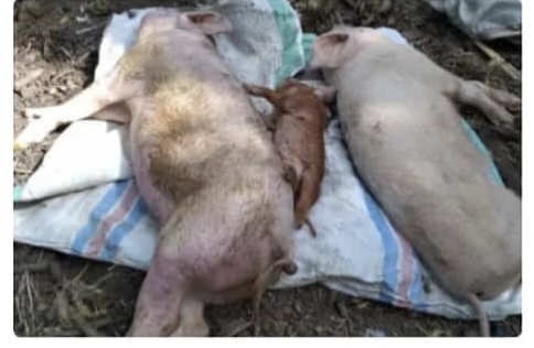 Foto. Virus African Swine Fever (ASF) Kembali mewabah di wilayah Kabupaten Kupang. Hal ini sesuai dengan hasil pengambilan sampel darah  pada ternak babi di Kelurahan Naibonat ditemukan virus ASF.