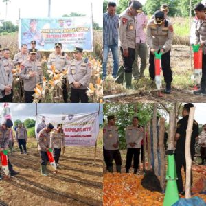 Tingkatkan Ketahanan Pangan, Kapolres Kupang Dampingi Kapolda NTT Tanam dan Panen Jagung Hibrida