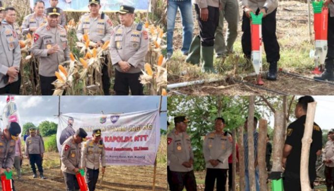 Foto. Tingkatkan Ketahanan Pangan, Kapolres Kupang Dampingi Kapolda NTT Tanam dan Panen Jagung Hibrida.