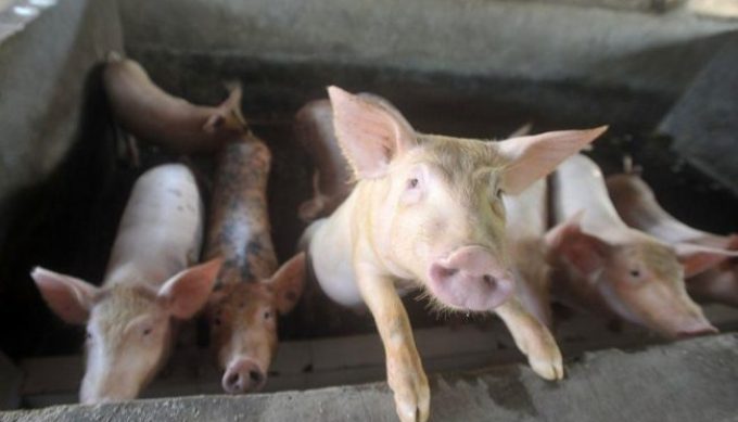 Antisipasi Penyakit Demam Babi Afrika, Disnak Kabupaten Kupang Salurkan Desinfektan