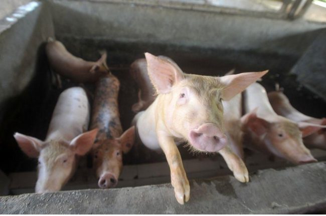 Antisipasi Penyakit Demam Babi Afrika, Disnak Kabupaten Kupang Salurkan Desinfektan.