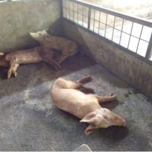 Kasus Kematian Babi di Kabupaten Kupang Terus Bertambah, Kupang Tengah Tertinggi