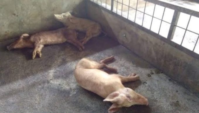 Kasus Kematian Babi di Kabupaten Kupang Terus Bertambah, Kupang Tengah Tertinggi