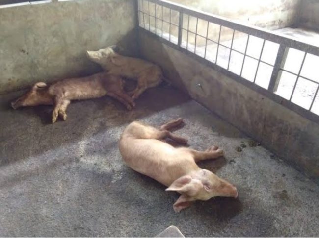 Foto. Kasus Kematian Babi di Kabupaten Kupang Terus Bertambah, Kecamatan Kupang Tengah Tertinggi.