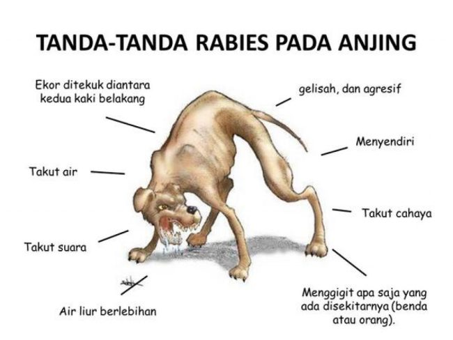 Foto. Tanda - tanda Rabies Pada Anjing//google.