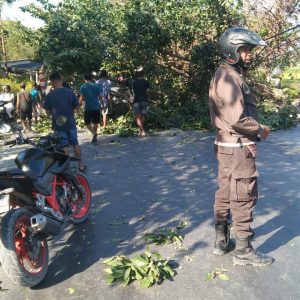 Tumbangnya Pohon di Jalan Timor Raya Menyebabkan Kemacetan
