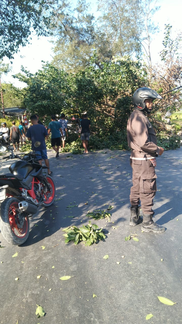 Foto. Tumbangnya Pohon di Jalan Timor Raya Menyebabkan Kemacetan.