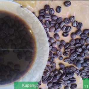 Ragam Kopi Khas Kabupaten Kupang Menggoda Lidah para Penikmat Kopi