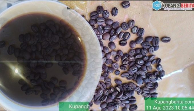 Foto. Ragam Kopi Khas Kabupaten Kupang Menggoda Lidah para Penikmat Kopi.