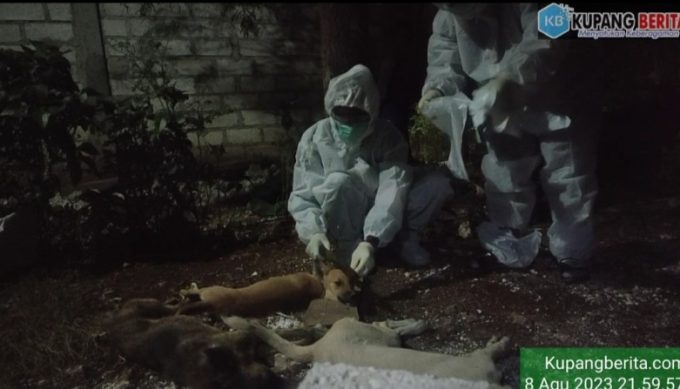 Foto. Heboh! Diduga Virus Rabies, Warga di Kupang Bantai Sejumlah Ekor Anjing.