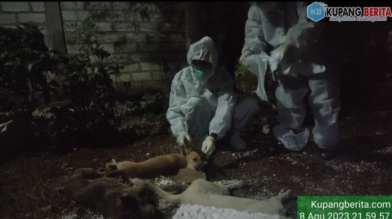 Foto. Heboh! Diduga Virus Rabies, Warga di Kupang Bantai Sejumlah Ekor Anjing.