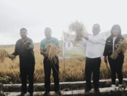 Petani di Kabupaten Kupang Berhasil Panen Padi 5 Ton Per Hektare di musim Kemarau