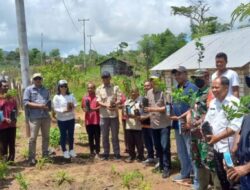 Dukung Spot Wisata, Distan Kabupaten Kupang Tanam 20 Ribu Pohon Jeruk Manis di Amfoang