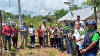 Dukung Spot Wisata, Distan Kabupaten Kupang Tanam 20 Ribu Pohon Jeruk Manis di Amfoang