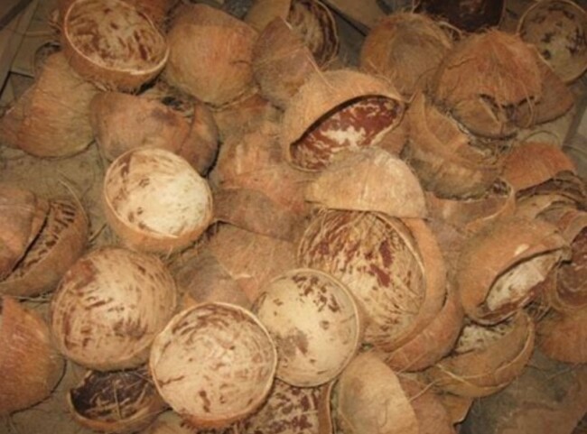 Foto. Kerap Dibuang Begitu Saja Padahal Banyak Manfaat dari Batok Kelapa.