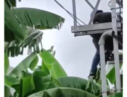 Viral, Petugas PLN di Kupang Tersengat Aliran Listrik Saat Benahi Gardu