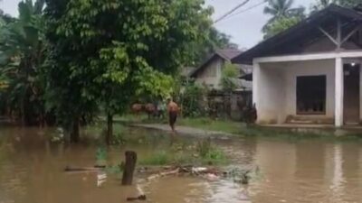 Foto. Banjir di Kabupaten Bungo, Sebanyak 485 Rumah Terendam, 472 Jiwa Mengungsi.