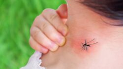 Waspada Demam Berdarah Dengue: Kenali Gejalanya dan Lindungi Diri Anda