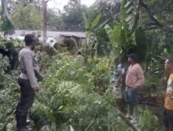 1 Orang Tewas Tertimpa Pohon Tumbang karena Angin Kencang di Kupang