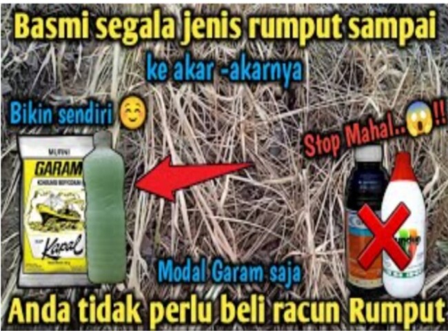 Foto. Stop Beli Racun Rumput, Hanya Gunakan Garam dan 3 Bahan Ini Rumput Mati Sampai Ke Akar-akarnya.