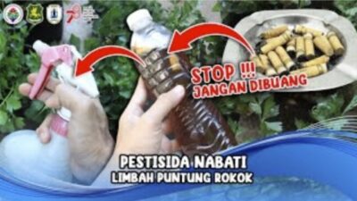 Foto. Stop!!! Jangan Dibuang Puntung Rokok Sebagai Alternatif Pestisida Nabati.