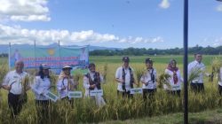 Monitoring di Kabupaten Kupang, Kementan Dorong Peningkatan Produksi Padi dan Perluasan Areal Tanam