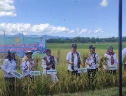 Monitoring di Kabupaten Kupang, Kementan Dorong Peningkatan Produksi Padi dan Perluasan Areal Tanam