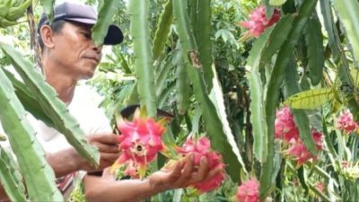 Manisnya Buah Naga, Petani Milenial di Semau Raup Cuan Puluhan Juta, Berkat Nakes Puskemas Uitao