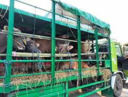 Penjabat Bupati Kupang Sebut Pengirim Ternak Sapi Melalui Pelabuhan Wini, Itu Ilegal