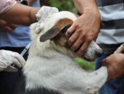 Tingkatkan Kewaspadaan Dini, Pemerintah Kota Kupang Keluarkan SE Pencegahan Ancaman Penyakit Rabies
