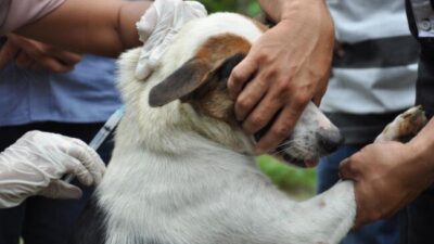 Tingkatkan Kewaspadaan Dini, Pemerintah Kota Kupang Keluarkan SE Pencegahan Ancaman Penyakit Rabies
