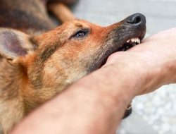Rabies Merebak di Kupang NTT, 1 Korban Meninggal Pasca Digigit Anjing