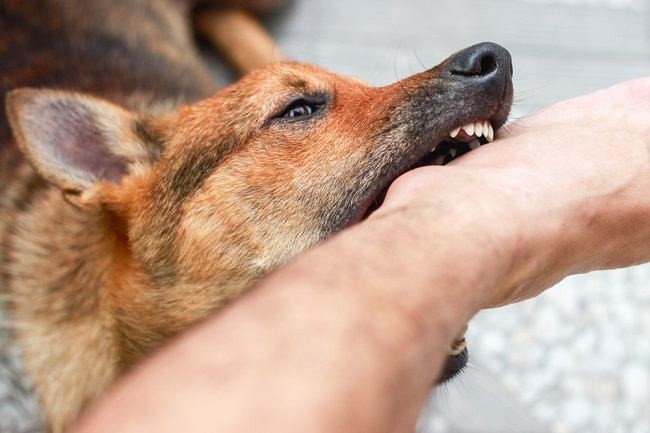 Foto. Rabies Merebak di Kupang NTT, 1 Korban Meninggal Pasca Digigit Anjing.