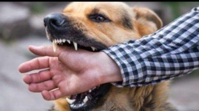 Kronologi 5 Warga di Kabupaten Kupang Digigit Anjing Rabies, Total Korban Meninggal 4 Orang