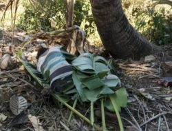 Tragis! Pria Paruh Baya di Kupang Meninggal di Kebun dengan Sejumlah Luka dan Ditutupi Daun Pisang