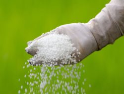 Petani di Kupang Beberkan Kualitas pupuk Bersubsidi Menurun
