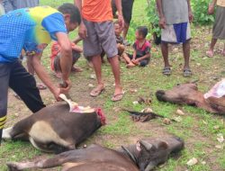 Aksi Pencurian di Kupang: Kawanan Maling Kabur Tinggalkan 4 Ekor Sapi yang Sudah Dipotong